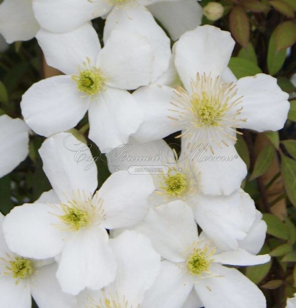 Клематис Спринг Джой / Clematis montana Spring Joy — фото 3
