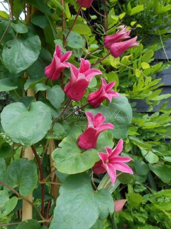 Клематис Кёнингин Максима / Clematis texensis Koningin Maxima — фото 2