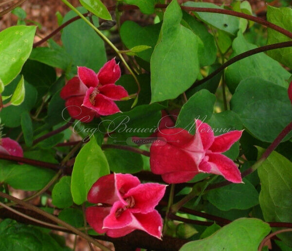 Клематис Кёнингин Максима / Clematis texensis Koningin Maxima — фото 3