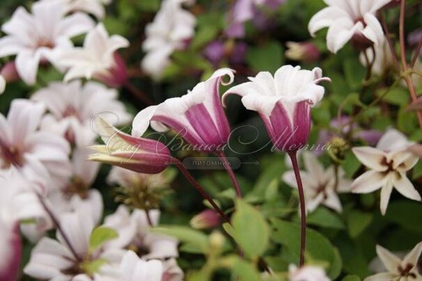 Клематис Принцесса Кейт / Clematis texensis Princess Kate — фото 2