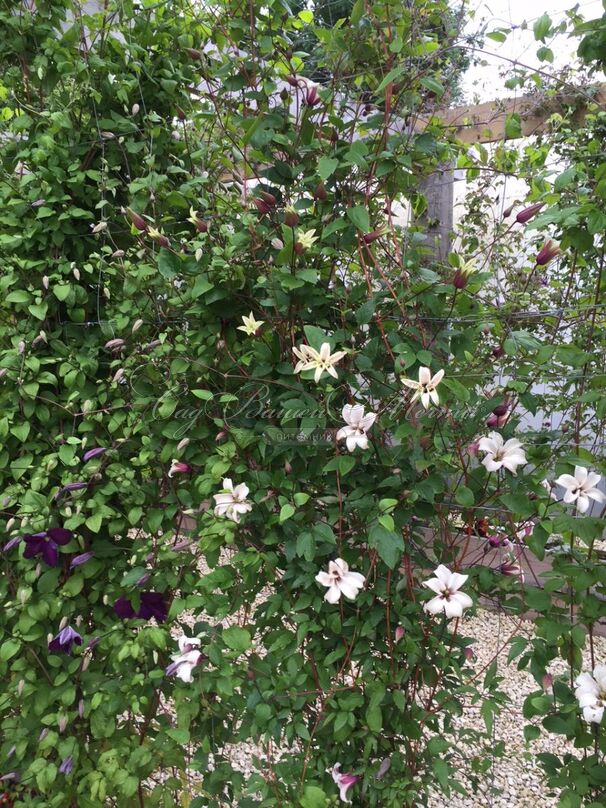 Клематис Принцесса Кейт / Clematis texensis Princess Kate — фото 3