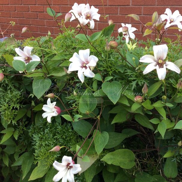 Клематис Принцесса Кейт / Clematis texensis Princess Kate — фото 4