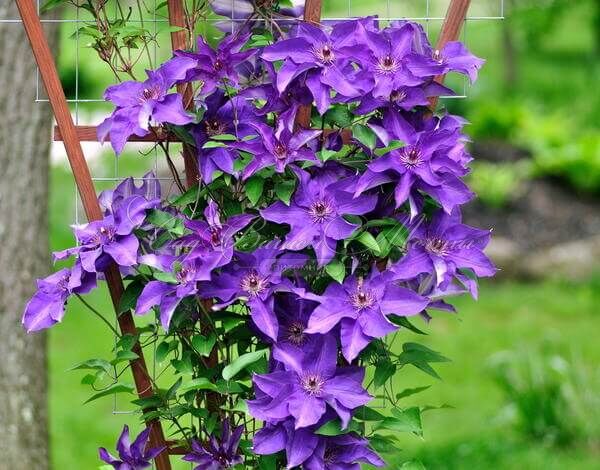 Клематис фиолетовый / Clematis viticella — фото 3