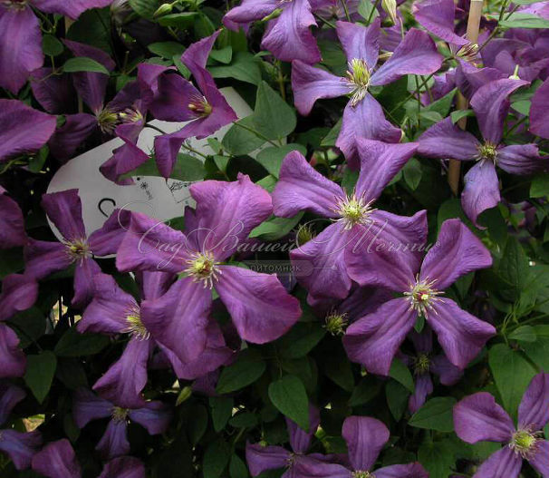 Клематис фиолетовый / Clematis viticella — фото 4