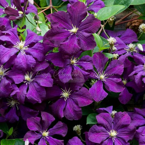 Клематис Этуаль Виолетт / Clematis viticella Etoile Violette — фото 2