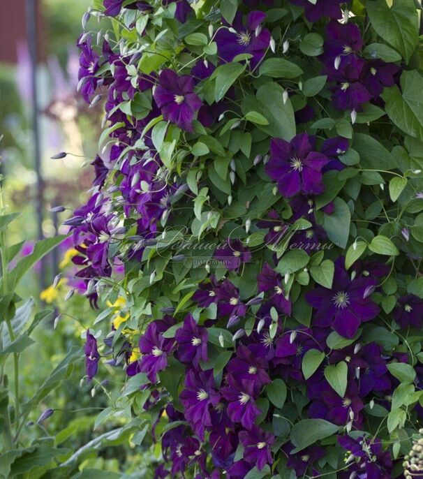 Клематис Этуаль Виолетт / Clematis viticella Etoile Violette — фото 3