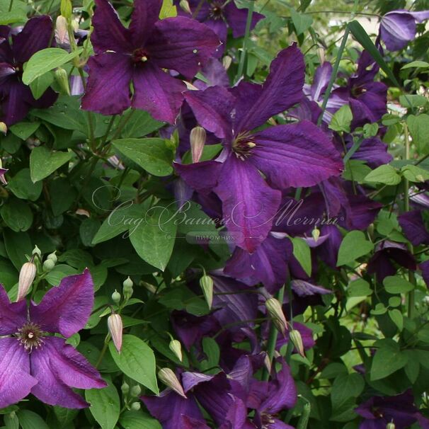 Клематис Полиш Спирит / Clematis viticella Polish Spirit — фото 2