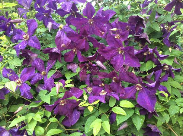 Клематис Полиш Спирит / Clematis viticella Polish Spirit — фото 3