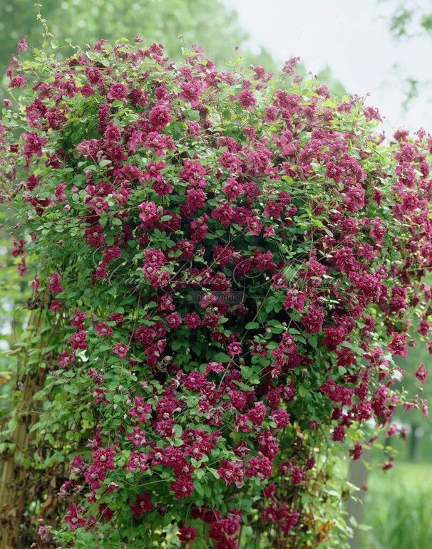 Клематис Пурпуреа Плена Элеганс / Clematis viticella Purpurea Plena Elegans — фото 2