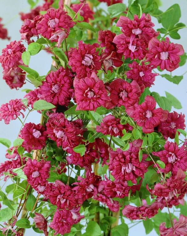 Клематис Пурпуреа Плена Элеганс / Clematis viticella Purpurea Plena Elegans — фото 3