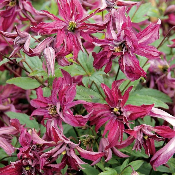 Клематис Розалин / Clematis viticella Rosalyn — фото 3