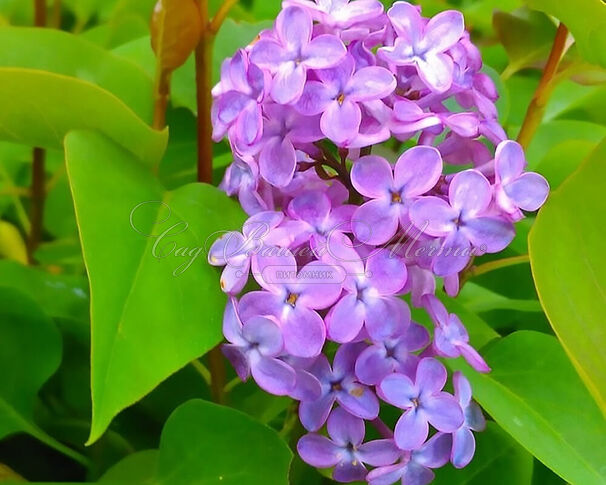 Сирень "Аметист" / Syringa vulgaris "Amethist" — фото 2