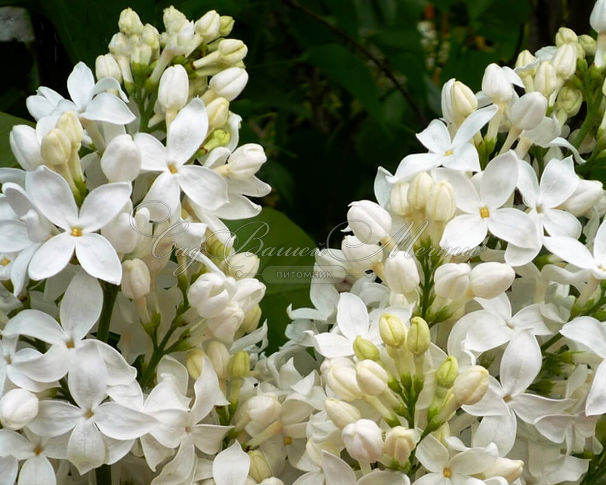 Сирень "Энджел Вайт" штамбовая / Syringa hyacinthiflora "Angel White" — фото 2
