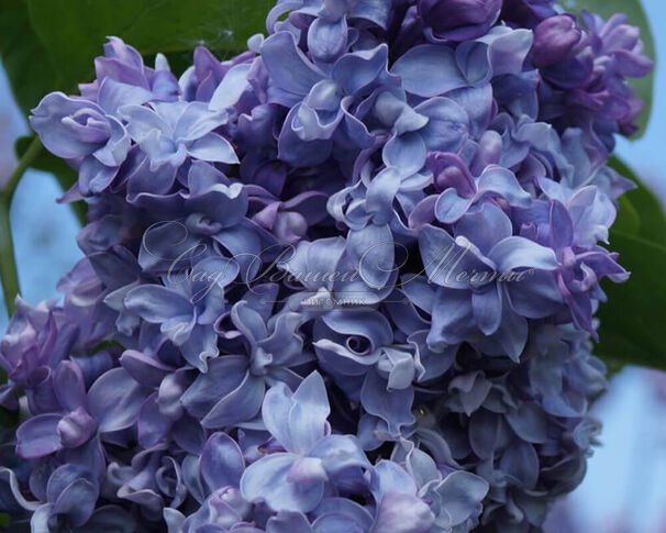 Сирень "Надежда" штамбовая / Syringa vulgaris "Nadezhda" — фото 2