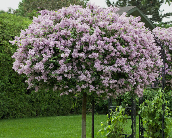 Сирень "Аметист II" штамбовая / Syringa vulgaris "Ametist II" — фото 2