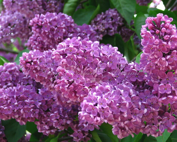 Сирень "Леонид Леонов" штамбовая / Syringa vulgaris "Leonid Leonov" — фото 2