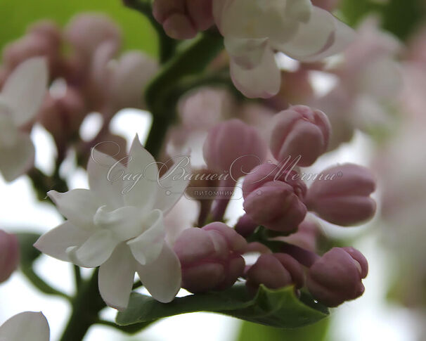 Сирень "Шон фон Штутгарт" штамбовая / Syringa vulgaris "Schöne von Stuttgart" — фото 2