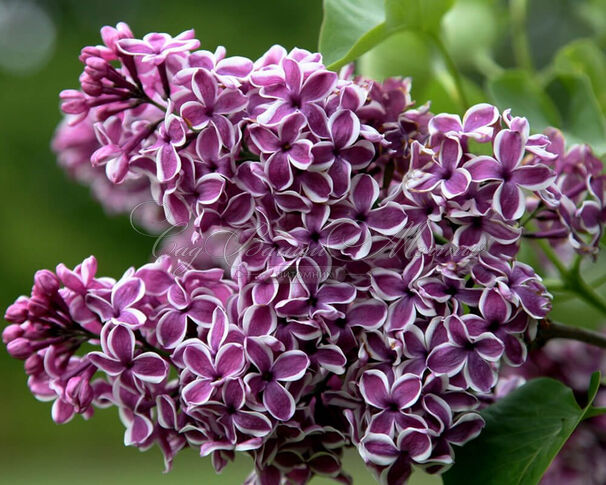 Сирень "Сенсейшн" штамбовая / Syringa vulgaris "Sensation" — фото 2