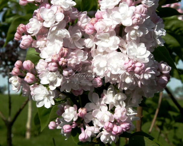 Сирень "Красавица Москвы" штамбовая / Syringa vulgaris "Krasavitsa Moskvy" — фото 2