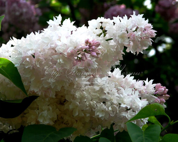 Сирень "Красавица Москвы" штамбовая / Syringa vulgaris "Krasavitsa Moskvy" — фото 4