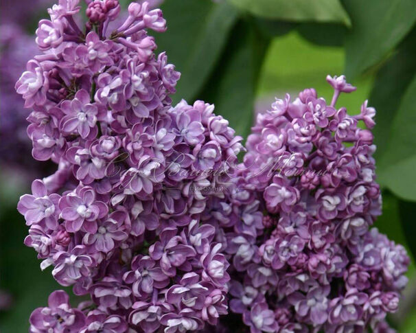 Сирень "Павлинка" штамбовая / Syringa vulgaris "Pavlinka" — фото 2