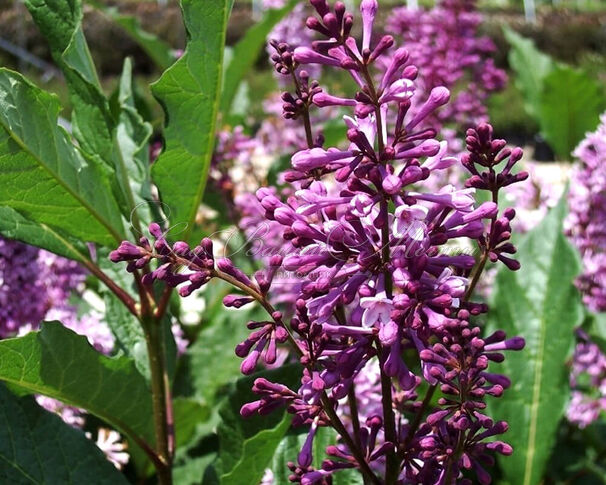 Сирень "Роялти" штамбовая / Syringa josiflexa "Royalty" — фото 2