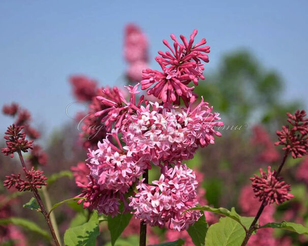 Сирень "Мисс Канада" штамбовая / Syringa prestoniae "Miss Canada" — фото 2