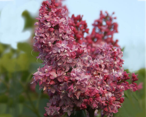 Сирень "Ла тур д'Оверн" штамбовая / Syringa vulgaris "La Tour d'Auvergne" — фото 2