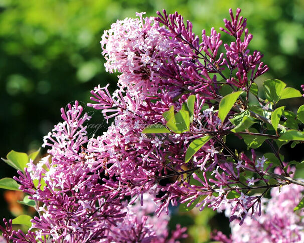 Сирень "Рэд Пикси" штамбовая / Syringa meyeri "Red Pixie" — фото 2