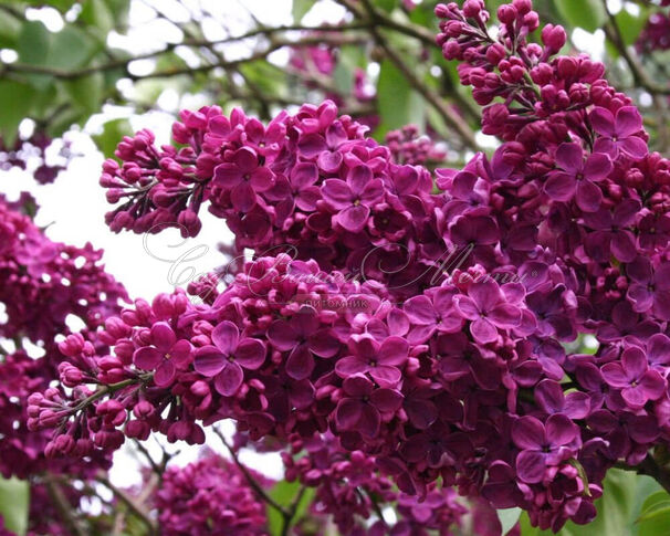 Сирень "Красная москва" штамбовая / Syringa vulgaris "Krasnaya Moskva" — фото 2