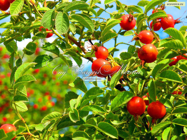 Шиповник плодовый "Яблочный" — фото 3