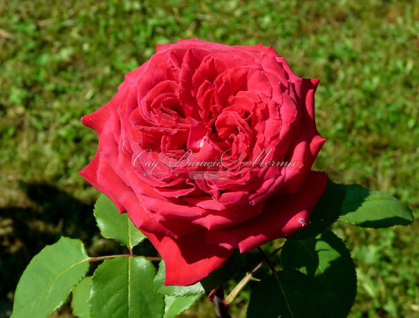 Роза Botero (Ботеро)  — фото 8