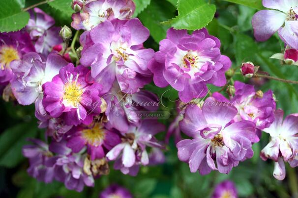 Роза Veilchenblau (Велченблау) — фото 4