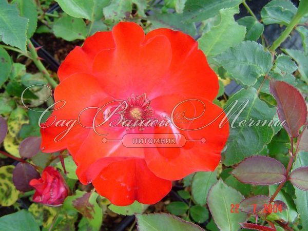 Роза Crimson Meidiland (Кримсон Мейдиланд) — фото 2