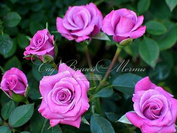 Роза Lavender Meillandina (Лавендер Мейландина) — фото 2