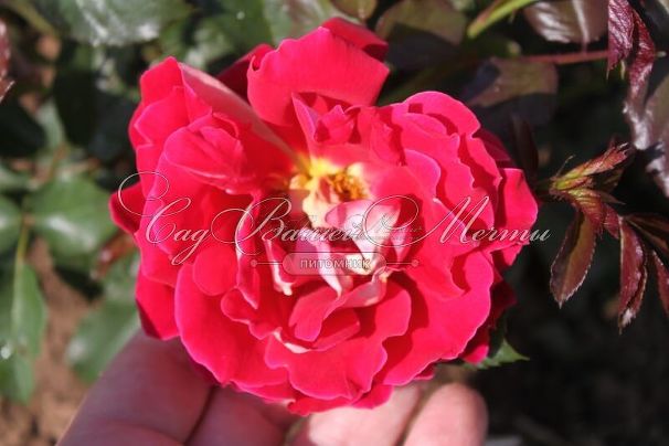 Роза Mystique Ruffles (Мистик Рафлз)    — фото 2