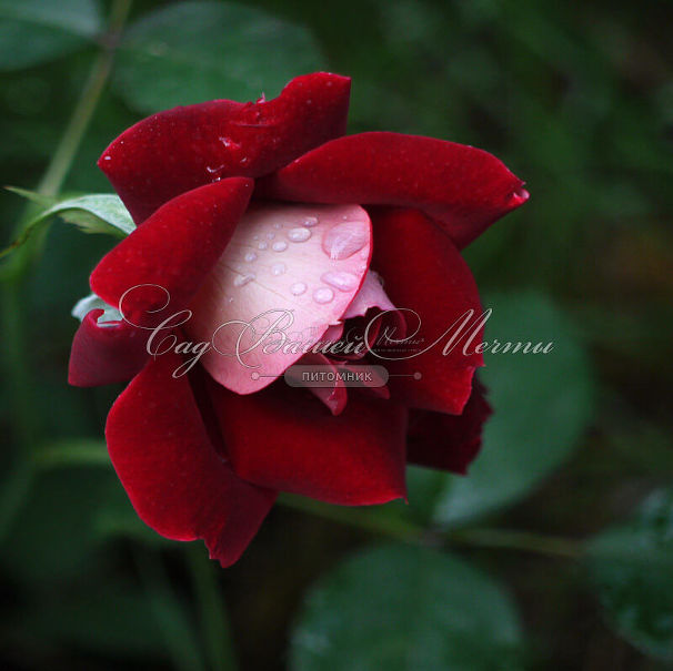 Роза Mystique Ruffles (Мистик Рафлз)    — фото 3