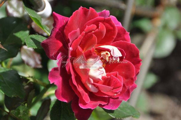 Роза Mystique Ruffles (Мистик Рафлз)    — фото 4