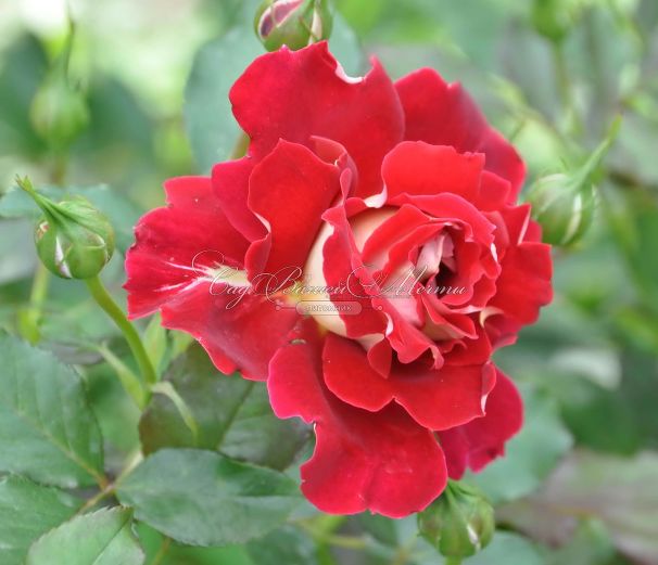 Роза Mystique Ruffles (Мистик Рафлз)    — фото 5