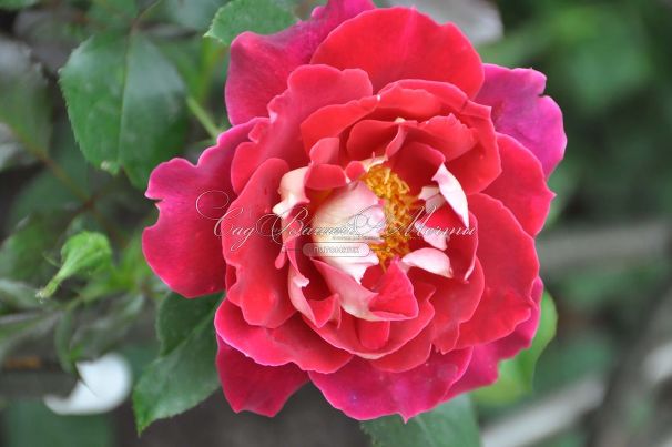 Роза Mystique Ruffles (Мистик Рафлз)    — фото 6