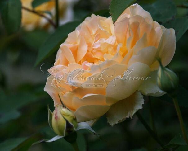 Роза Molineux (Молинью) — фото 8