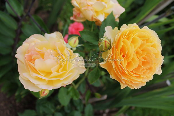 Роза Molineux (Молинью) — фото 2