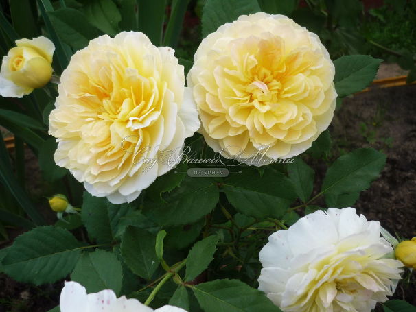 Роза Molineux (Молинью) — фото 3