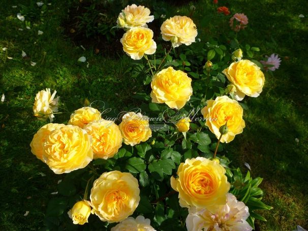Роза Molineux (Молинью) — фото 4