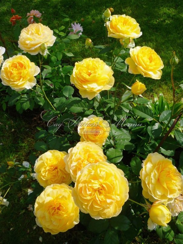 Роза Molineux (Молинью) — фото 5