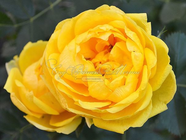 Роза Persian Yellow (Персиан Йеллоу) — фото 2