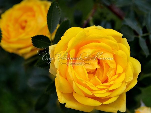 Роза Persian Yellow (Персиан Йеллоу) — фото 3