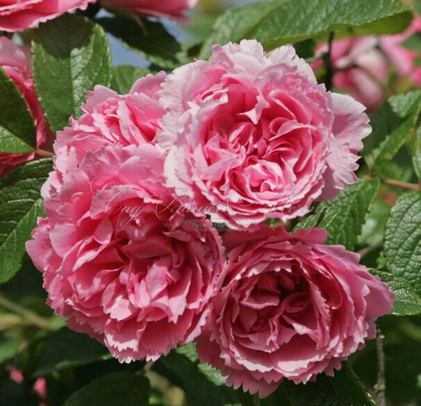 Роза Pink Grootendorst (Пинк Грутендорст) — фото 4