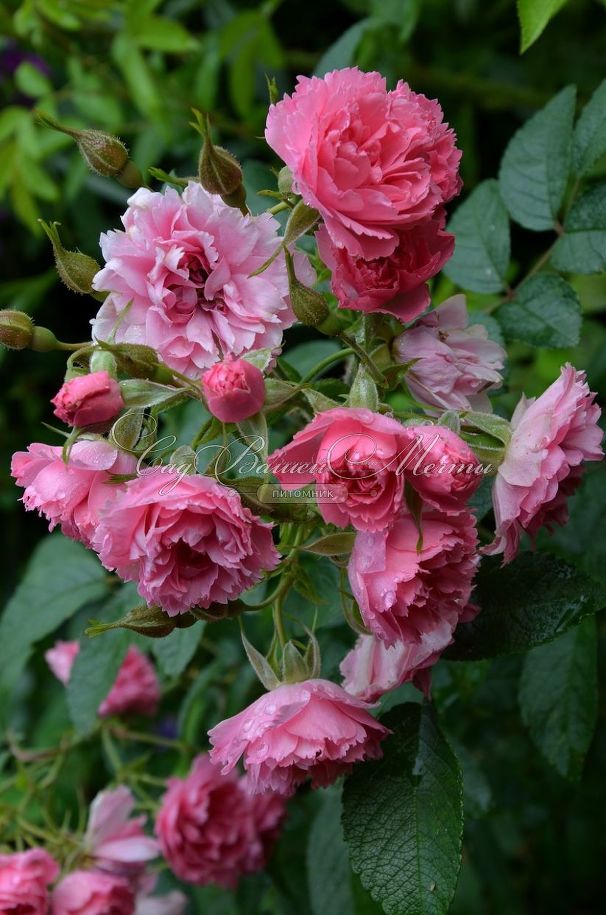 Роза Pink Grootendorst (Пинк Грутендорст) — фото 2
