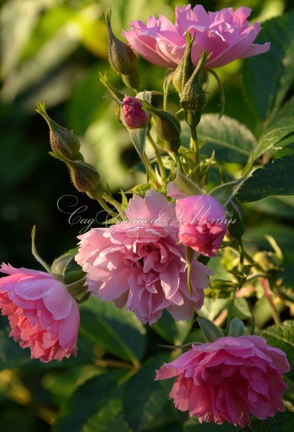Роза Pink Grootendorst (Пинк Грутендорст) — фото 3